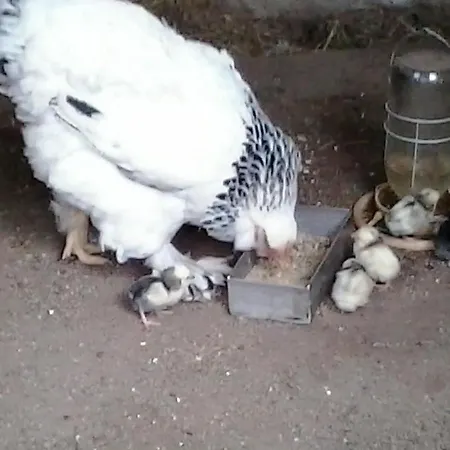 Luxury tent Country Camp Camping 't Westdorp Voorthuizen